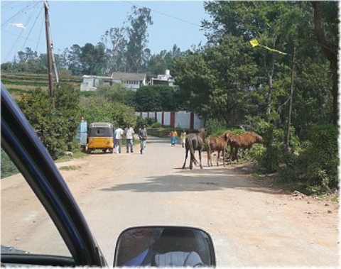 Images/tirupur3 140.jpg